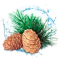 title=aroma_img_forest